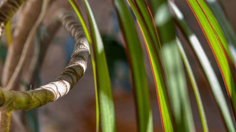 dracena obrzeżona