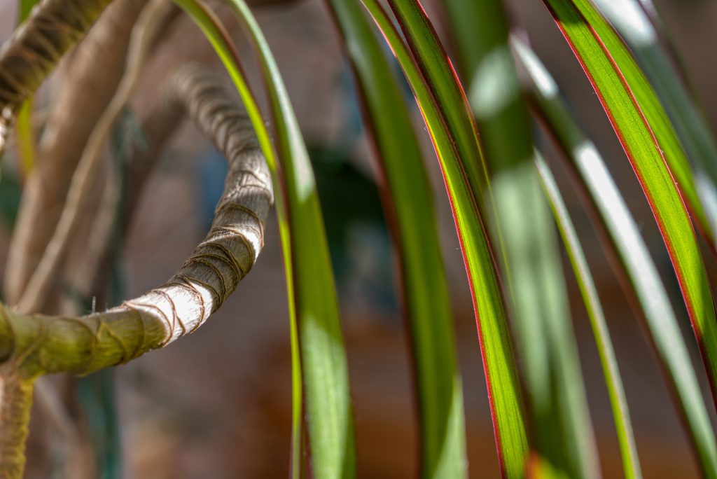 Dracena obrzeżona – pielęgnacja, stanowisko, podlewanie