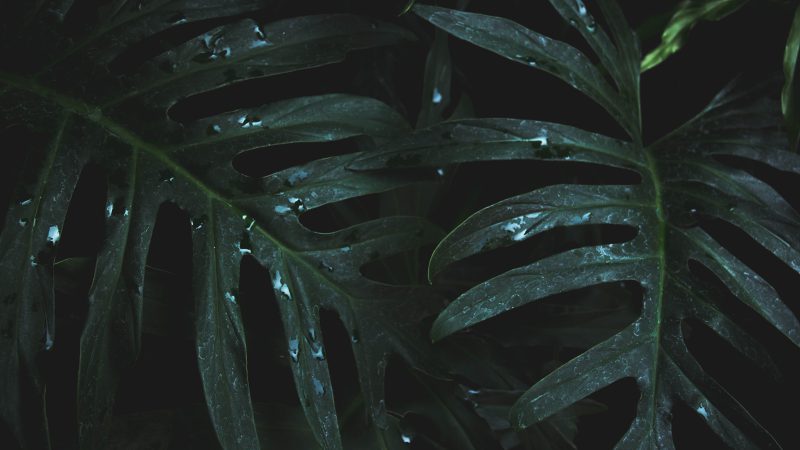 monstera jak dbać