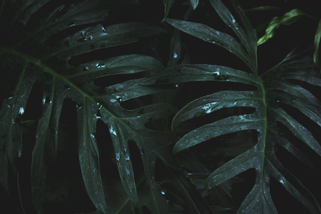 Monstera – jak dbać? Wszystko, co musisz wiedzieć o pielęgnacji