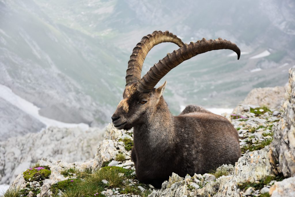 Jaki jest koziorożec? Cechy i charakterystyka tego znaku zodiaku