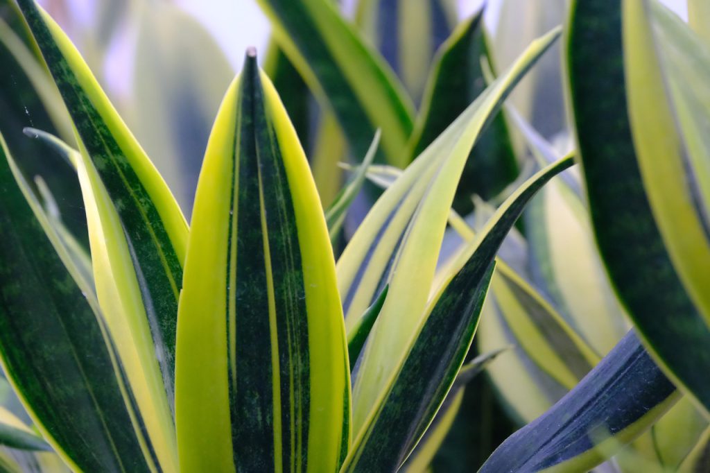 sansevieria5
