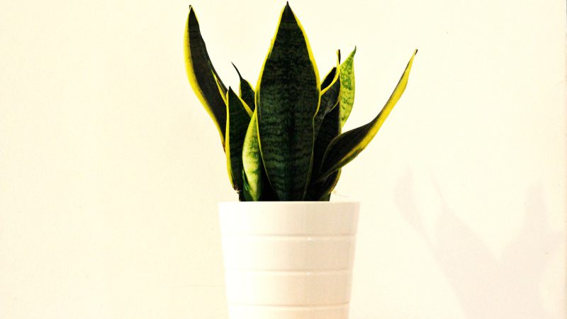 sansevieria6